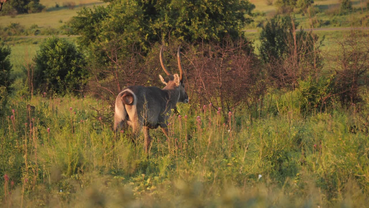 antelope caminando en la hierba, hora dorada en la reserva natural de rietvlei, sudáfrica