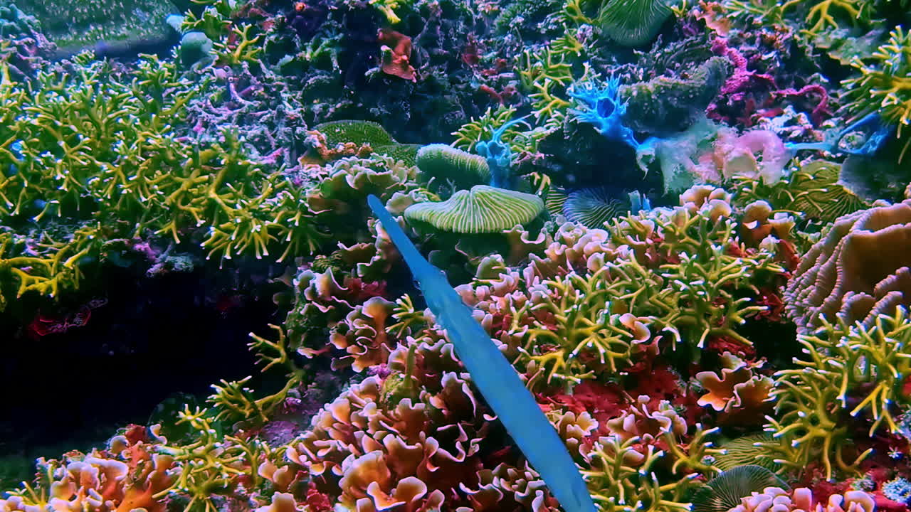 Seltener Blauer Band-Seenadel schwebt vertikal in einem üppigen, flachen Korallengarten, vorbei an einem blauen Fisch, dicht besiedelt. Indonesien