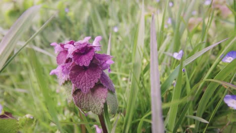 Blüten-Von-Lamium-Purpureum,-Im-Frühling-Als-Rote-Taubnessel-Bekannt