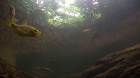 Kaeng-Krachan-National-Park-is-home-to-a-lot-of-fantastic-wild-animals-and-the-streams-are-life-source-of-fresh-water-for-animals-to-drink-and-for-fish-to-swim-around