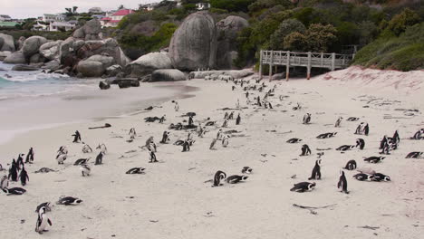 African-Penguin-Colony-at-the-Beach-in-Cape-Town,-South-Africa,-Boulders-Beach