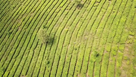 Vista-De-Drone-De-Un-Trabajador-En-Una-Plantación-De-Té,-Desde-Una-Gran-Altitud,-Java,-Indonesia