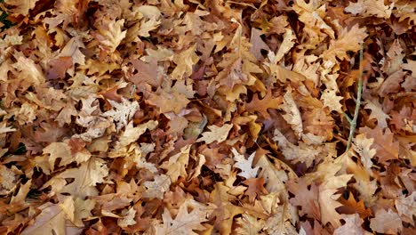 autumn leaves piling up on the ground