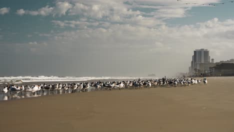 Person-walking-on-the-shore-of-the-beach-with-thousands-of-seagulls-around