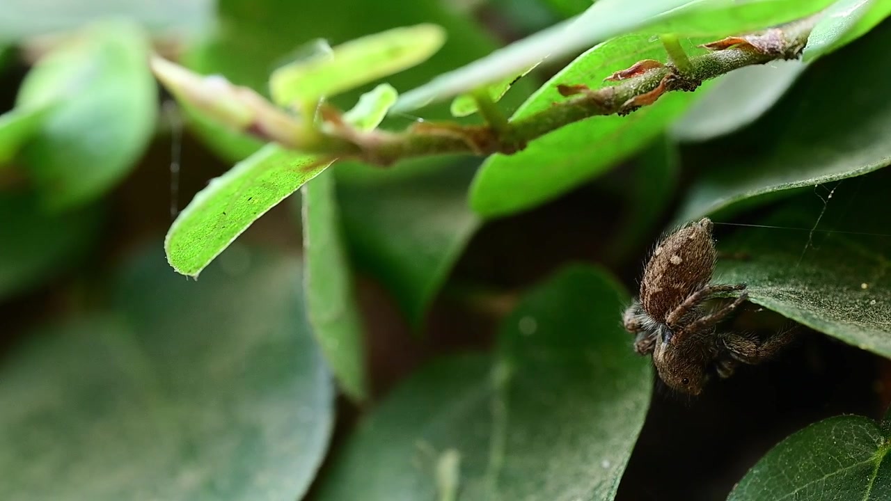 Plexippus paykulli spider hiding among green leaves while remaining alert in natural habitat