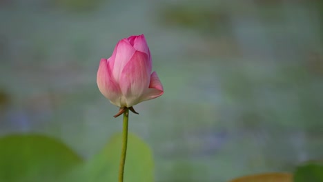 Primer-Plano-De-Una-Flor-De-Loto-Rosa-En-Verano