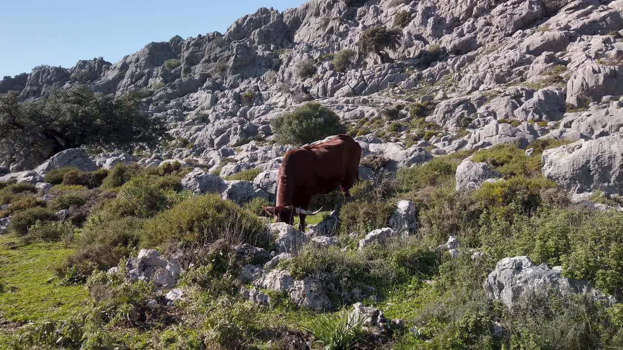 vacas retinto pastando en el paisaje de las montañas rocosas en la provincia de cádiz, españa