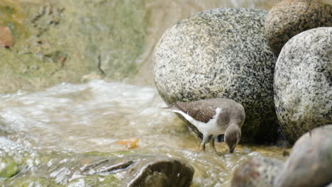 Common-Sandpiper-Wader-Bird-Forages-Food-at-Small-Waterfall-Shallow-Water-by-Stones