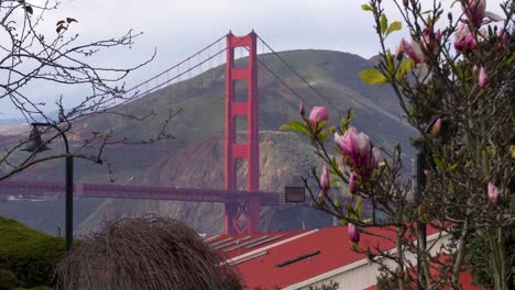 Magnolia-flowers-blown-by-the-wind-in-front-of-the-Golden-Gate-Bridge-in-The-Presidio-of-San-Francisco-in-daytime