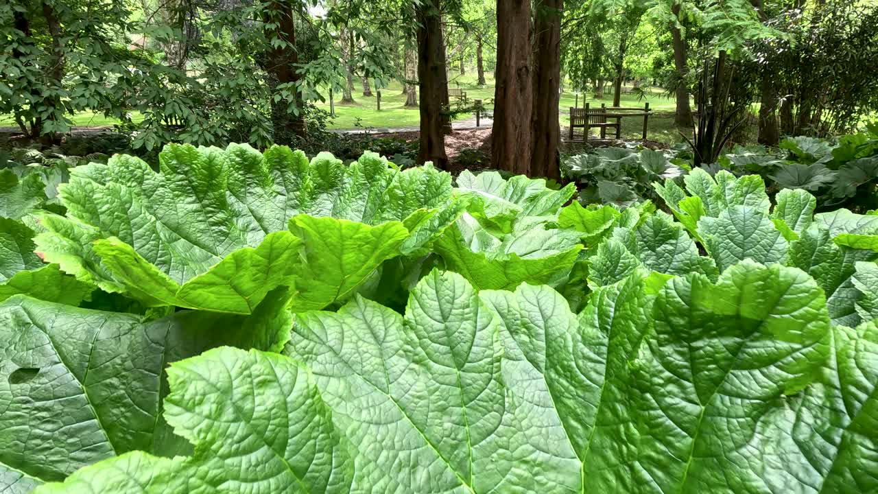 Camera slowly pans across large Gunnera manicata leaves in a lush botanical garden, with soft natural daylight and vibrant green foliage dominating the scene