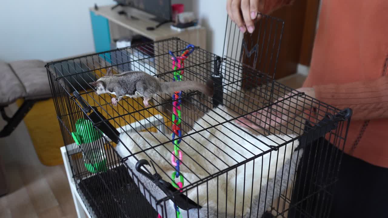 dueño de la mascota cuidando del planeador de azúcar y poniendo a la hamaca suave