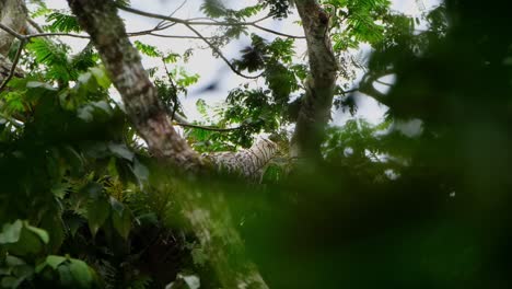 Mirando-Directamente-Hacia-La-Cámara,-Luego-Gira-A-La-Derecha-Y-Mira-Hacia-Abajo-Como-Se-Ve-En-Lo-Profundo-De-La-Selva-En-Lo-Alto-De-Un-árbol,-águila-Filipina-Pithecophaga-Jefferyi,-Filipinas