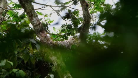 looking straight towards the camera then turns to the right and looks down as seen deep in the jungle up high a tree, philippine eagle pithecophaga jefferyi, philippines