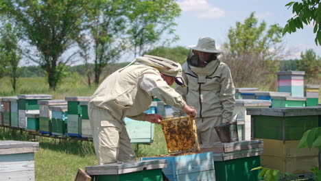 male apiculturists working at a small rural bee farm. men checking up frames and bees condition in the wooden hives. nature backdrop.
