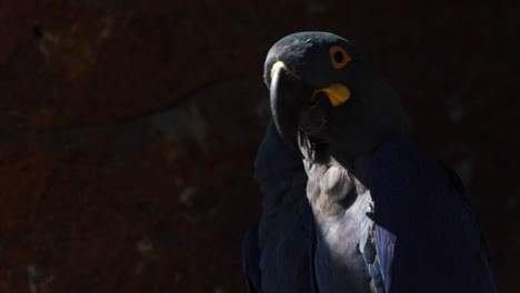 Primer-Plano-De-Dos-Guacamayos-Azules-De-Lear-En-Un-Muro-De-Arenisca,-Bahia,-Brasil