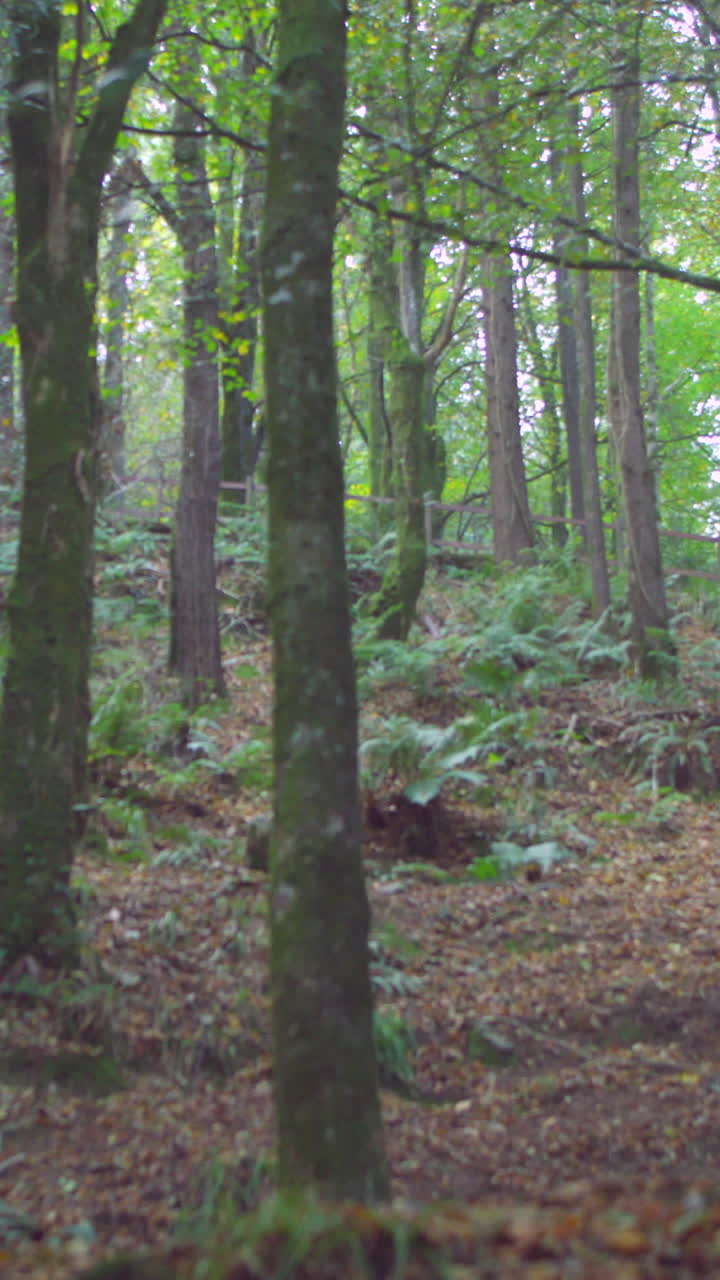 área boscosa pacífica