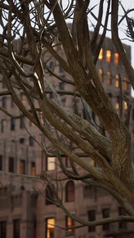 bare tree branches in front of city building at dusk