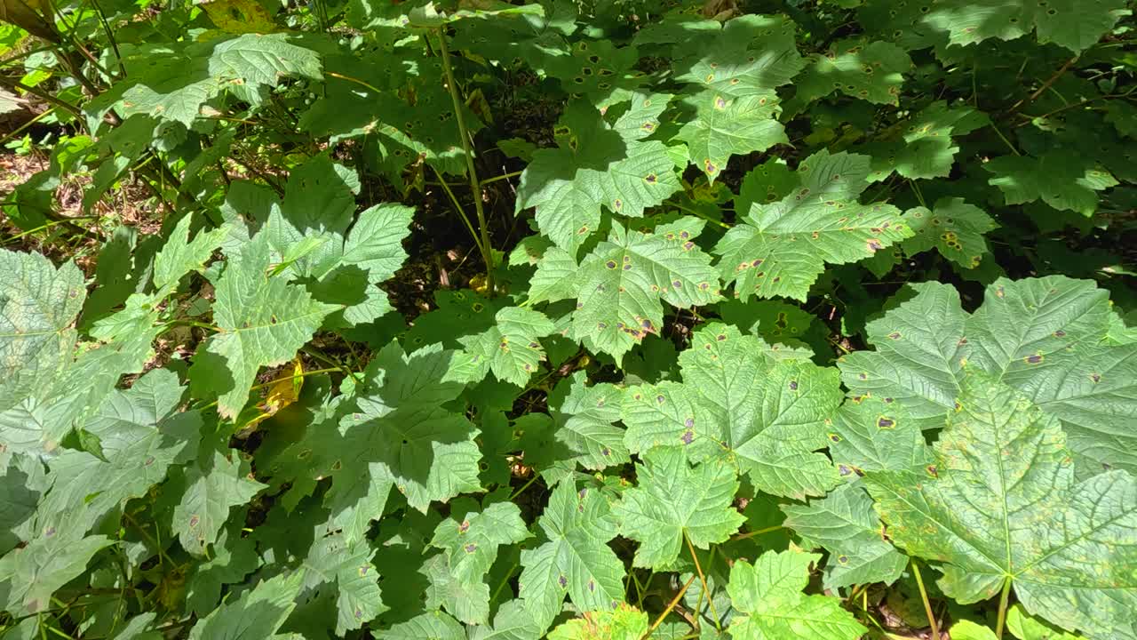 푸른 숲 속 의 초록색 잎