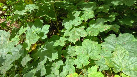 hojas verdes en un bosque exuberante