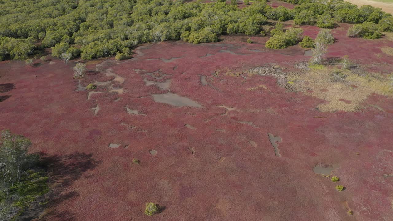 vista aérea de una zona de humedales y manglares con agujeros de agua y vegetación roja