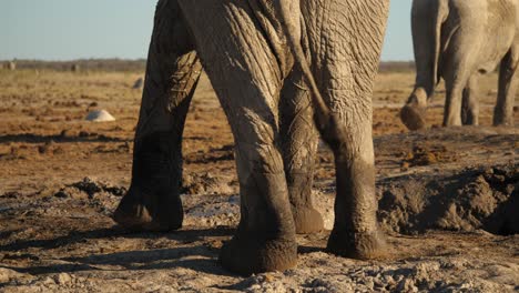 Back-view-of-muddy-elephant-legs