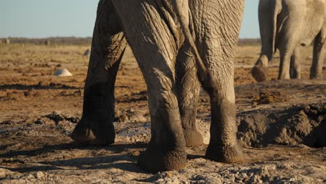 back view of muddy elephant legs