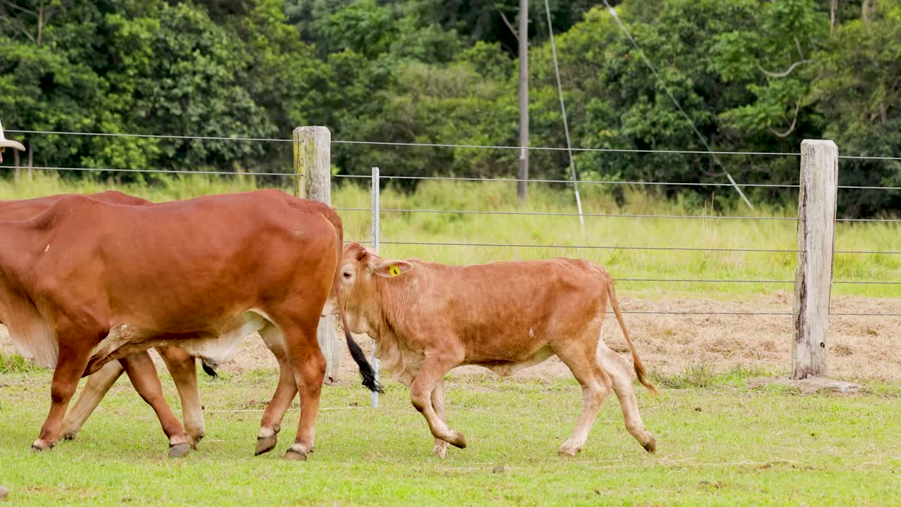 Cattle dog herding cows in grassy field, farmer observing, natural daylight, rural ranch environment