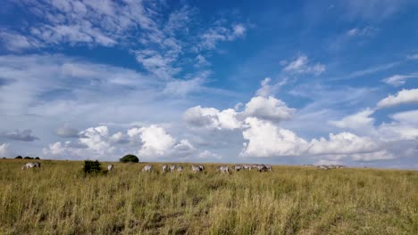 Gruppe-Von-Zebras-In-Der-Savanne