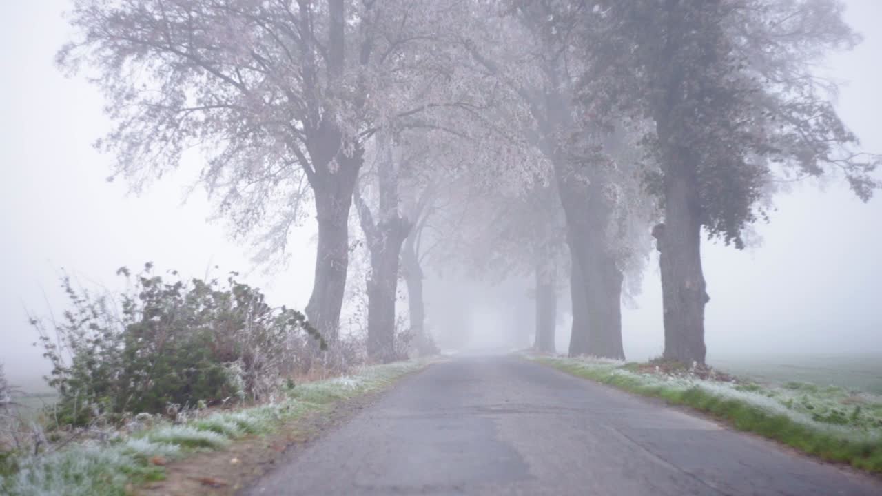 Frozen dew  of the grasses in the roadside with trees and bushes in a cloudy morning - wide shot