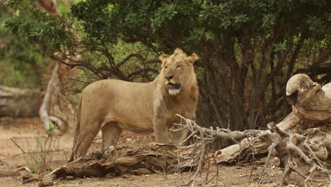 sub-adult male lion standing while scanning his surroundings, gonarezhou national park. wide shot.