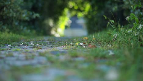 pathway in a garden