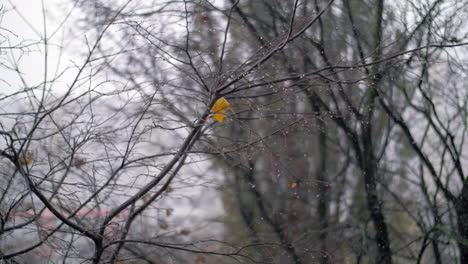 Bare-tree-and-autumn-snowfall