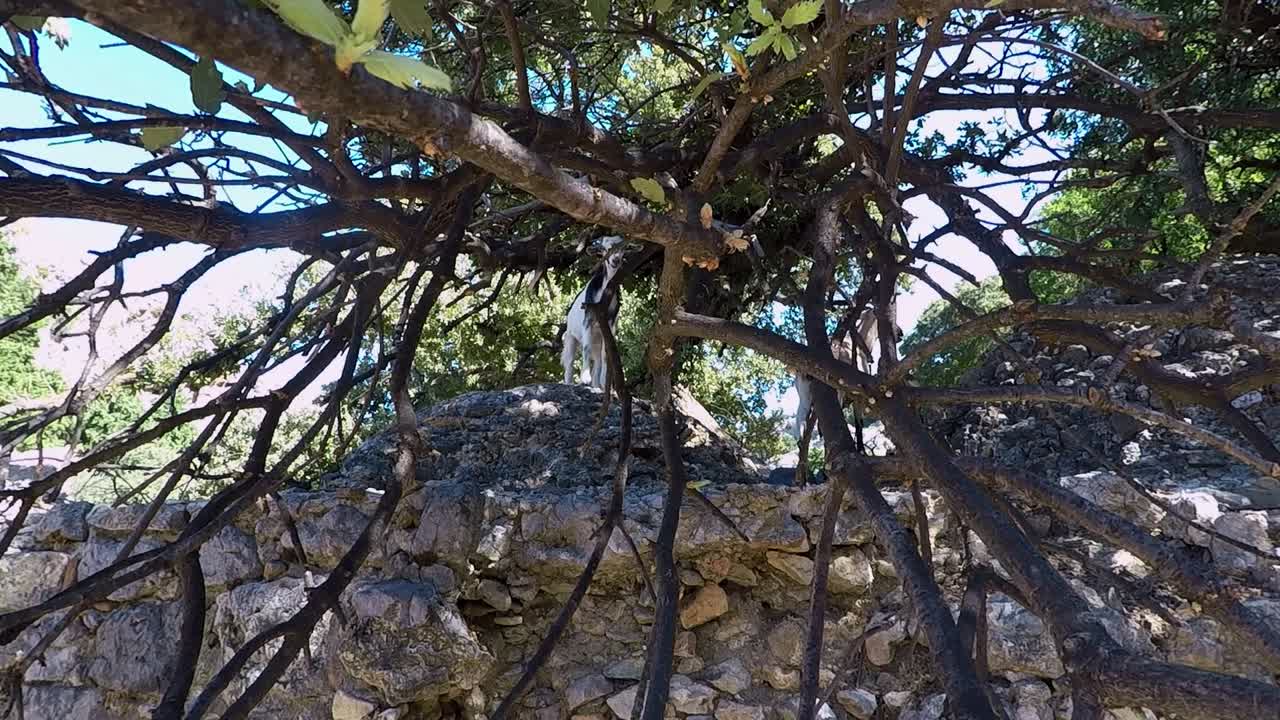 cabras montesas debajo de un árbol en paleo pili un sitio histórico en la isla de kos en grecia
