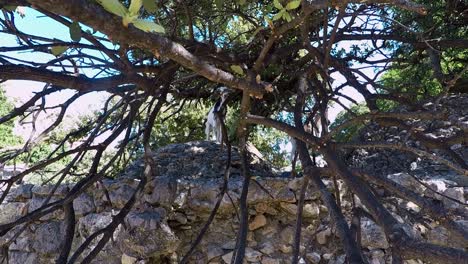 Mountain-goats-under-a-tree-in-Paleo-Pili-an-historical-site-on-the-island-of-Kos-in-Greece