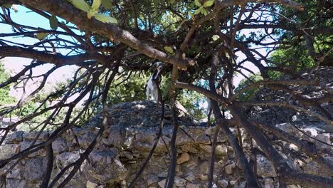 cabras montesas debajo de un árbol en paleo pili un sitio histórico en la isla de kos en grecia