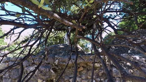 mountain goats under a tree in paleo pili an historical site on the island of kos in greece