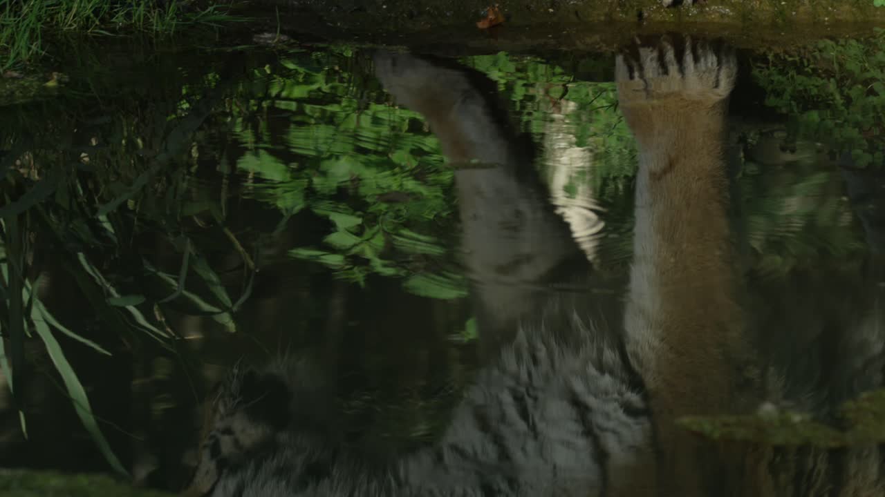 rostro y pelaje de un tigre en el reflejo del agua, día cálido y soleado, naturaleza y selva, rojo 4k