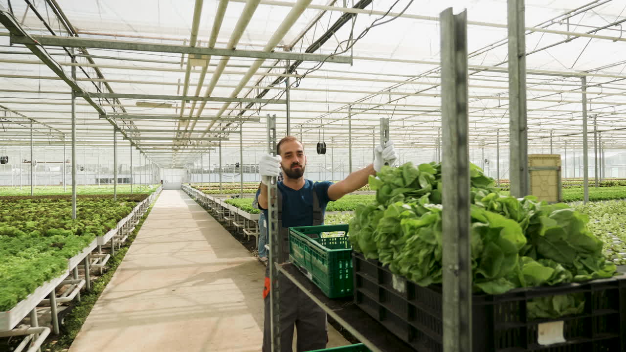 Lettuce Harvest in a Greenhouse