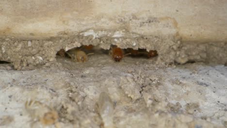 un lento avance hacia la colonia de termitas en las paredes de un garaje en una toma casera con una lente supermacro casi al estilo de la geografía nacional