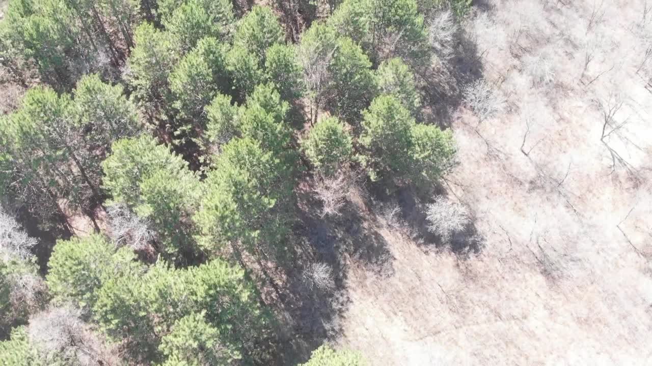pines seen from birds eye view, aerial footage