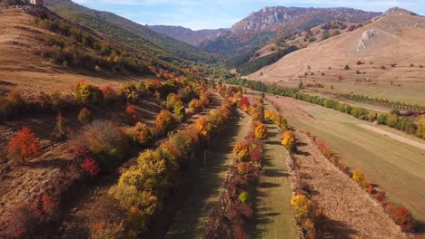 toma aérea hacia adelante sobre coloridos árboles de otoño, en un día soleado