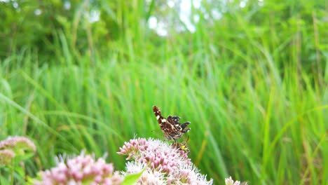 butterfly and hoverfly on pink flowers in lush green meadow