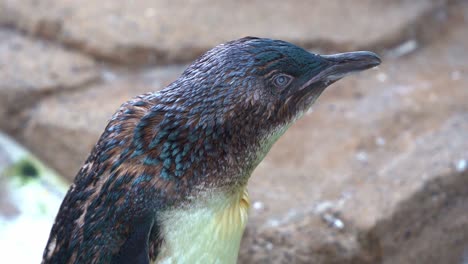 Cute-and-adorable-flightless-Australian-little-penguin,-eudyptula-novaehollandiae-standing-at-the-shore,-curiously-wondering-around-its-surrounding-environment-after-a-quick-swim,-close-up-shot