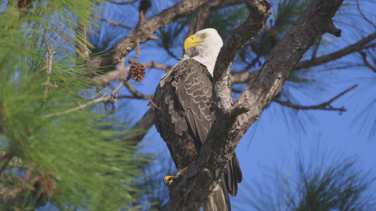 águila calva podando plumas del pecho en el pino de florida con buena luz