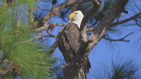 águila-Calva-Podando-Las-Plumas-Del-Pecho-En-Un-Pino-De-Florida-Con-Buena-Luz