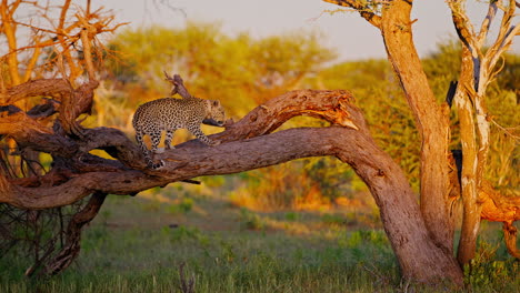 leopard in a tree at sunset