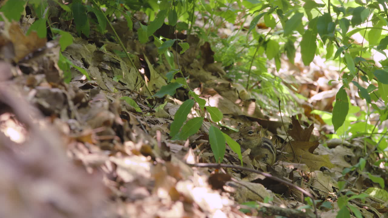 Chipmunk Hiding Among Leaves in the Forest