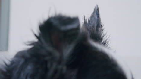 close up shot of the ear of an australian shepherd dog