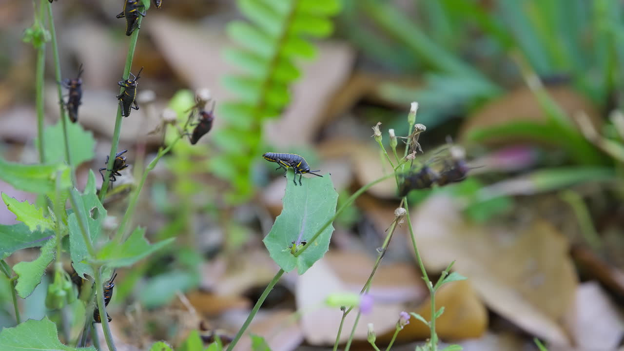 Eastern Lubber Grasshoppers Eating Leaves In The Forests Of South-central United States.