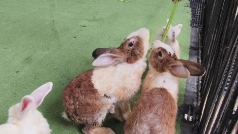 rabbits eating grass at a petting zoo